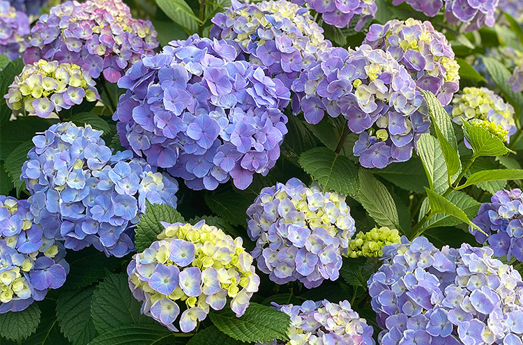 謝依旻六段 道端に咲く紫陽花が綺麗だったので、思わず写真を撮ってしまいました!